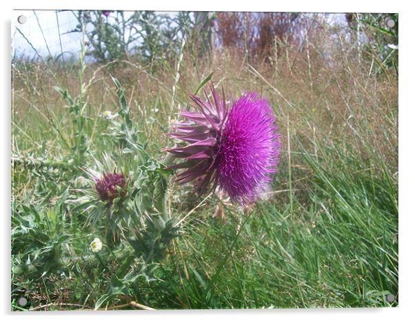 musk thistle Acrylic by Rebecca  Barker