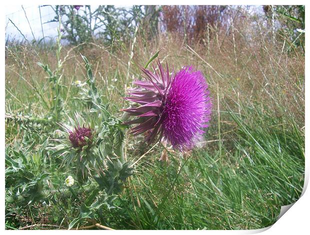 musk thistle Print by Rebecca  Barker