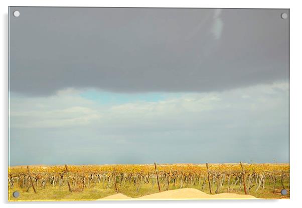 Vineyard Acrylic by Jacqueline Burrell