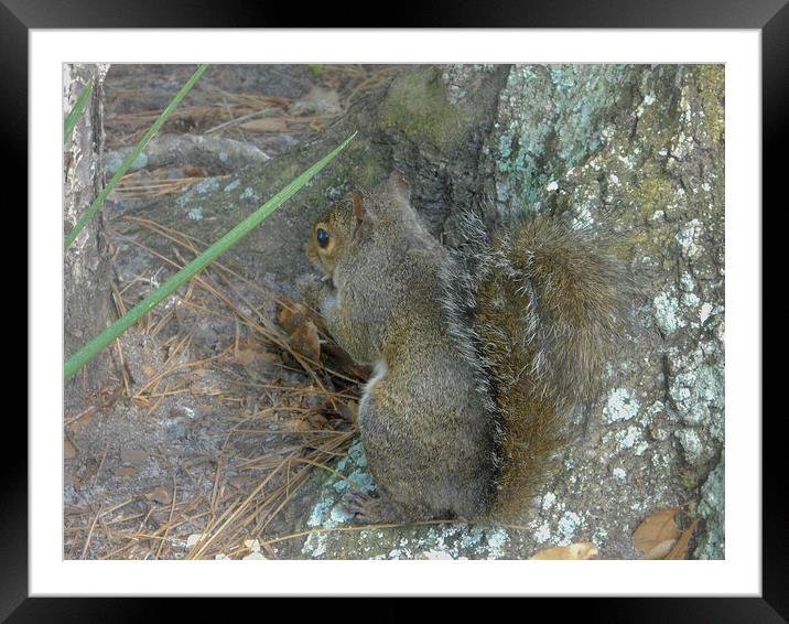 Squirrel Framed Mounted Print by Judy Hall-Folde