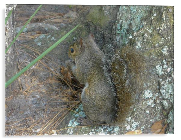 Squirrel Acrylic by Judy Hall-Folde