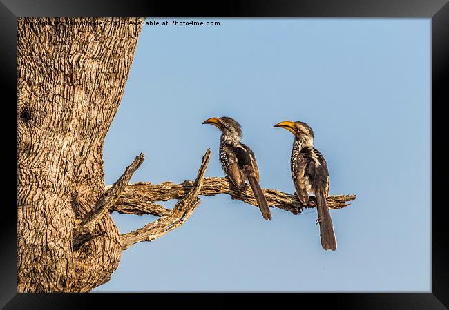 Southern Yellow Billed Hornbill Framed Print by colin chalkley