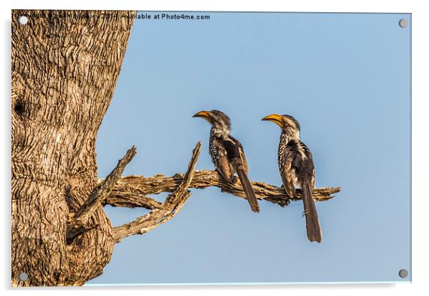 Southern Yellow Billed Hornbill Acrylic by colin chalkley