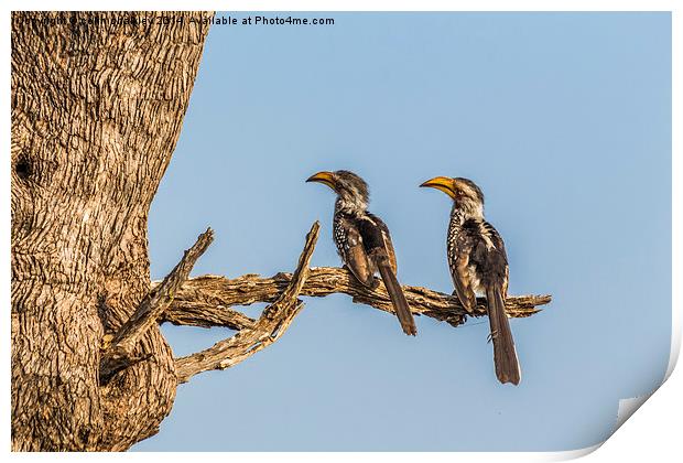Southern Yellow Billed Hornbill Print by colin chalkley