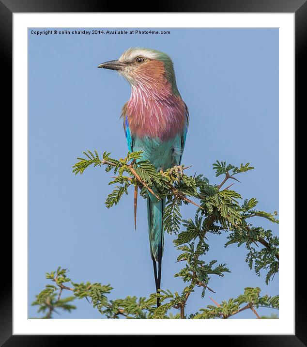 Lilac Breasted Roller Framed Mounted Print by colin chalkley