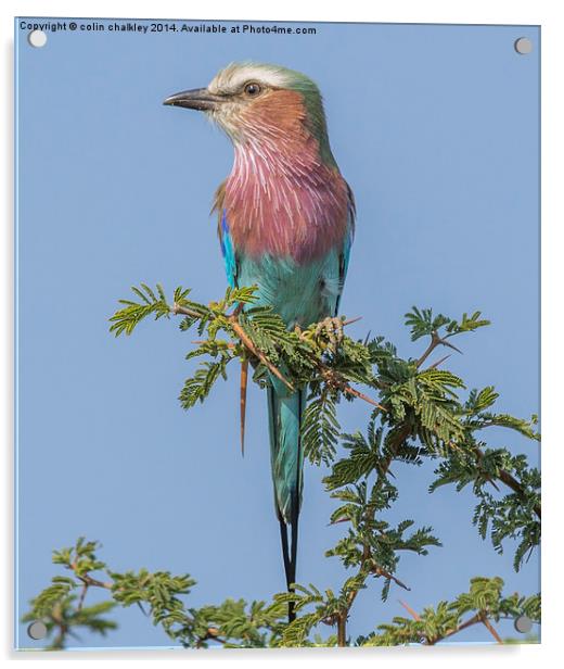 Lilac Breasted Roller Acrylic by colin chalkley