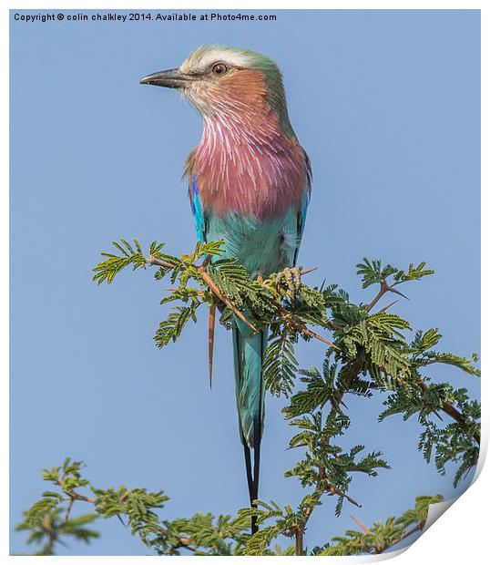 Lilac Breasted Roller Print by colin chalkley