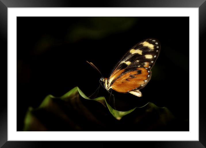 Tiger Monarch Butterfly Framed Mounted Print by Zoe Ferrie