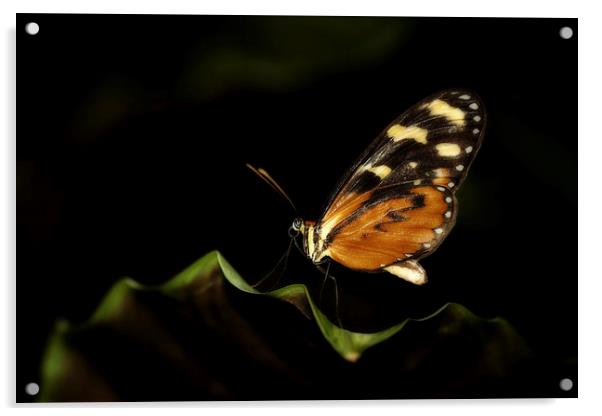 Tiger Monarch Butterfly Acrylic by Zoe Ferrie
