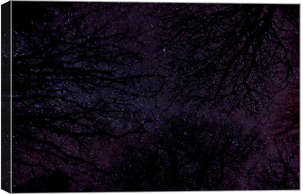 Stars Through Trees Canvas Print by Col Sm