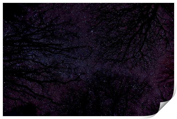Stars Through Trees Print by Col Sm