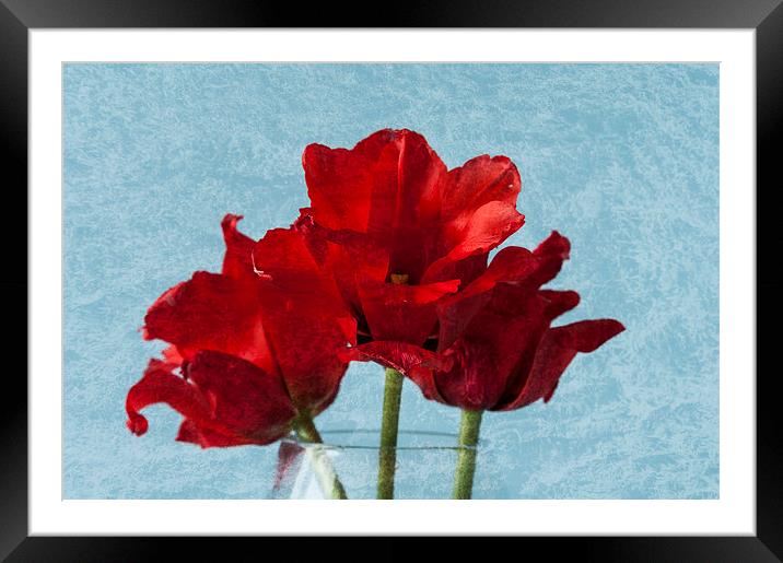 Tulips 1 Framed Mounted Print by Steve Purnell