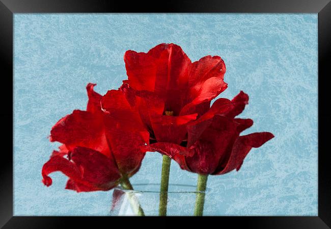 Tulips 1 Framed Print by Steve Purnell