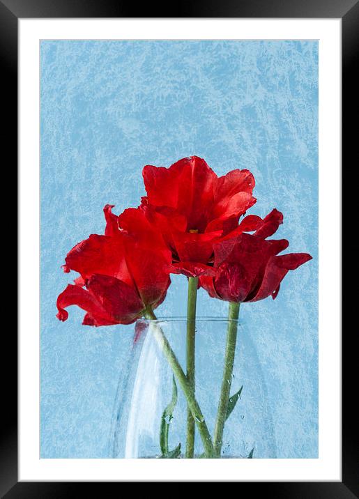 Tulips 2 Framed Mounted Print by Steve Purnell