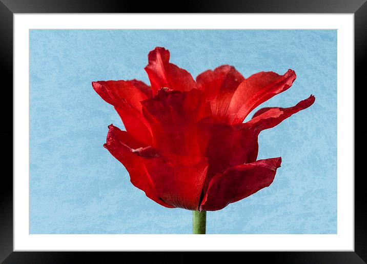 Tulip Framed Mounted Print by Steve Purnell