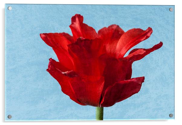 Tulip Acrylic by Steve Purnell