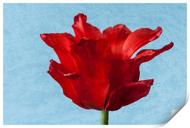 Tulip Print by Steve Purnell