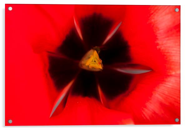 Tulip Macro 1 Acrylic by Steve Purnell