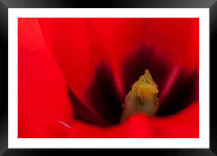 Tulip Macro 2 Framed Mounted Print by Steve Purnell