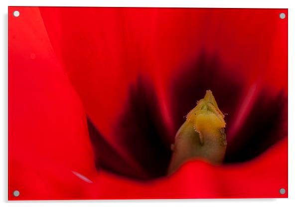 Tulip Macro 2 Acrylic by Steve Purnell
