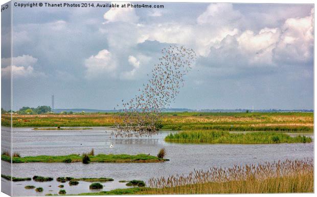 Flock of birds Canvas Print by Thanet Photos