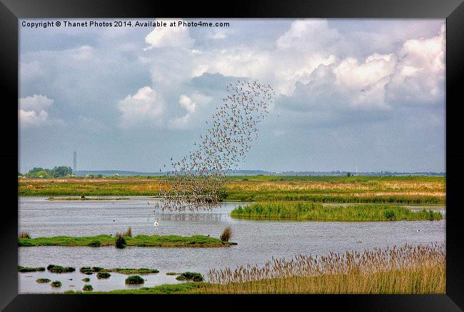 Flock of birds Framed Print by Thanet Photos