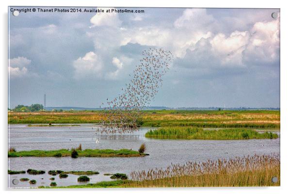 Flock of birds Acrylic by Thanet Photos