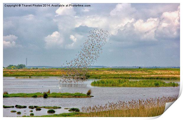 Flock of birds Print by Thanet Photos