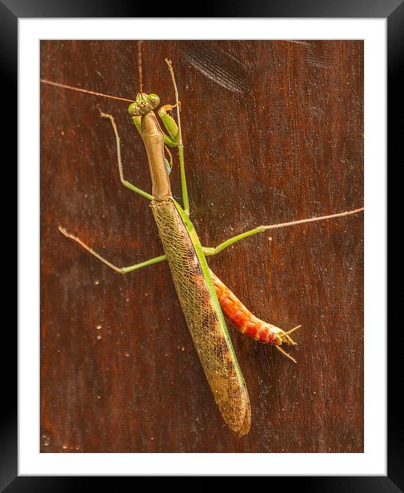 South African Praying Mantis Framed Mounted Print by colin chalkley