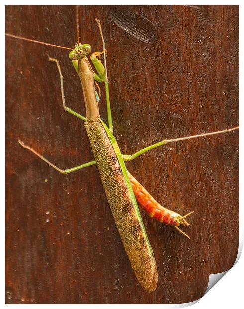 South African Praying Mantis Print by colin chalkley
