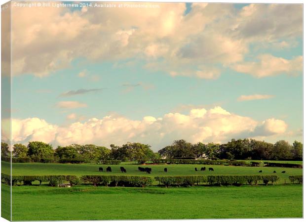 Black Cows and Fluffy Clouds ! Canvas Print by Bill Lighterness