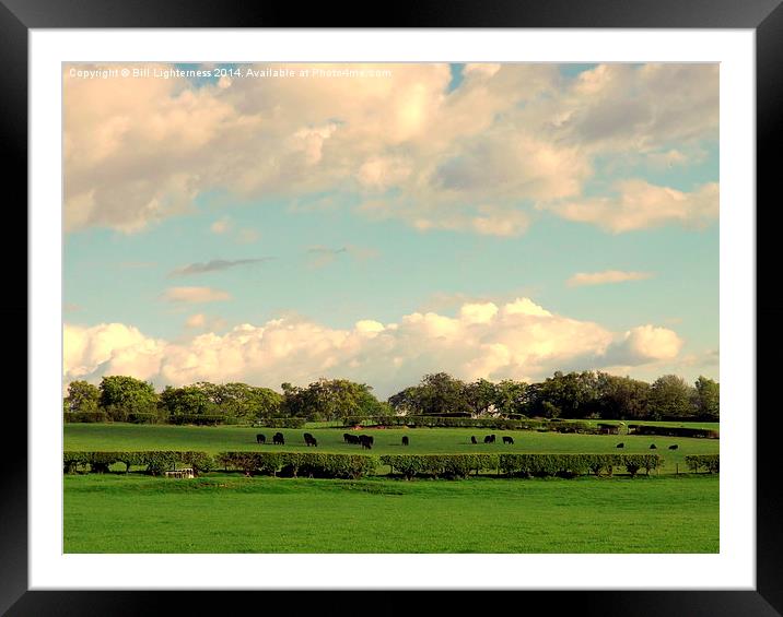 Black Cows and Fluffy Clouds ! Framed Mounted Print by Bill Lighterness