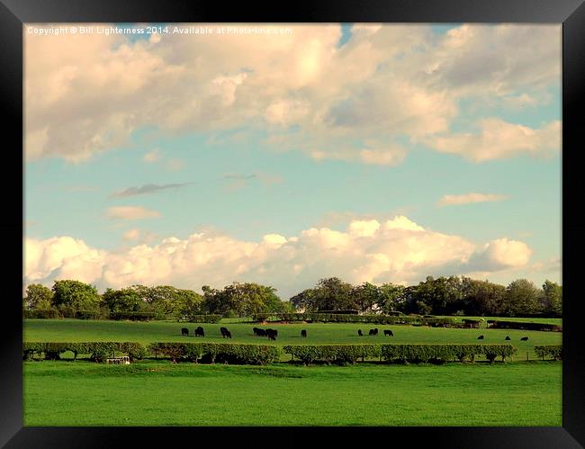Black Cows and Fluffy Clouds ! Framed Print by Bill Lighterness
