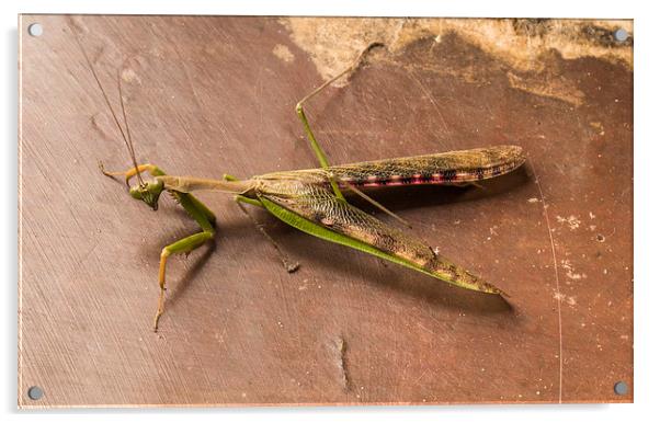 South African Praying Mantis Acrylic by colin chalkley