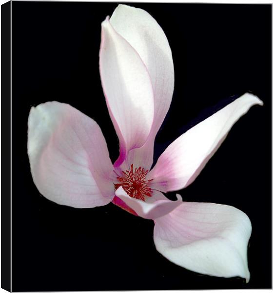 Magnolia #3 Canvas Print by james balzano, jr.