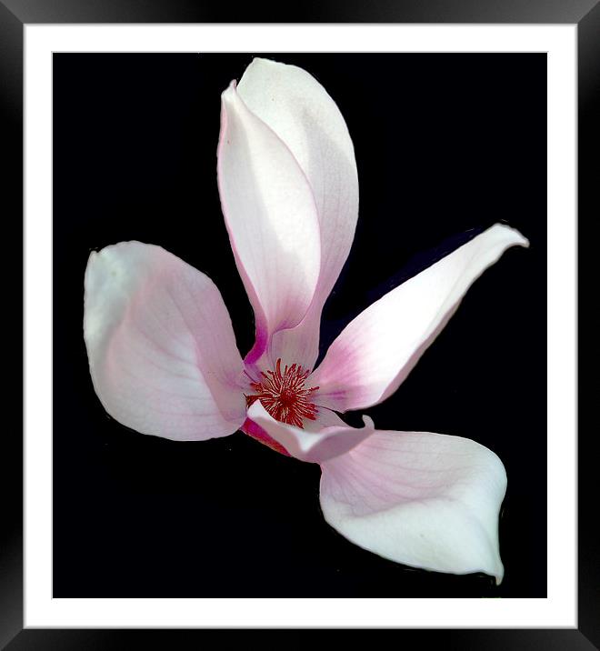 Magnolia #3 Framed Mounted Print by james balzano, jr.