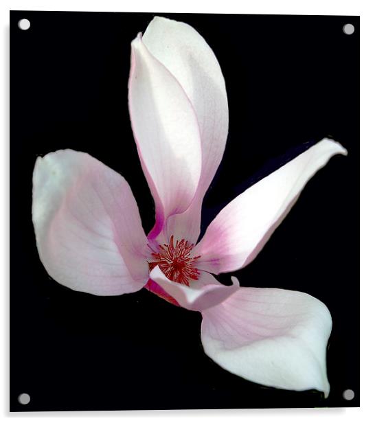 Magnolia #3 Acrylic by james balzano, jr.