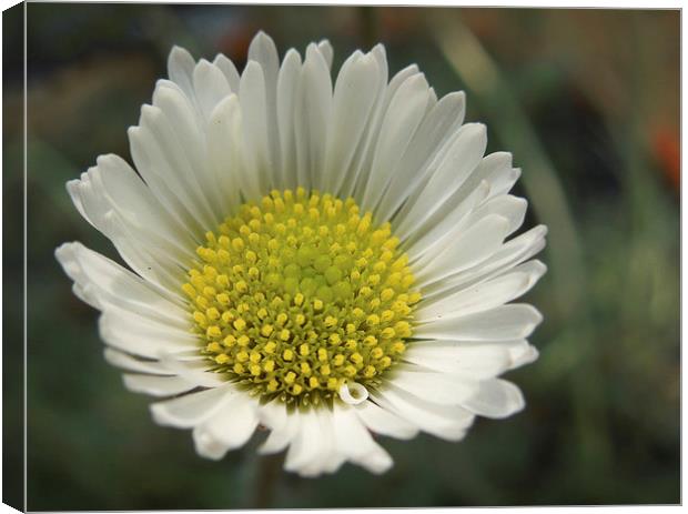 perfect little daisy Canvas Print by Heather Newton