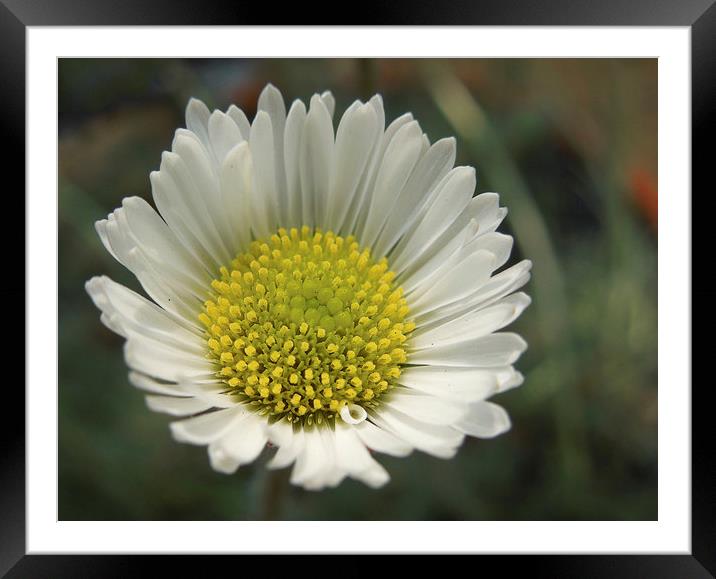 perfect little daisy Framed Mounted Print by Heather Newton