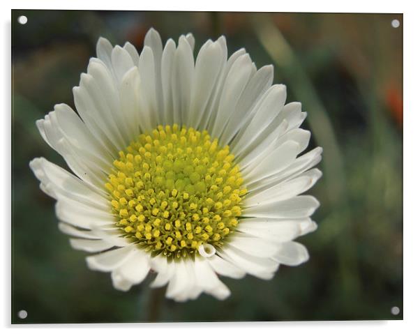 perfect little daisy Acrylic by Heather Newton