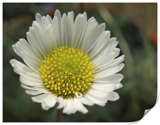 perfect little daisy Print by Heather Newton