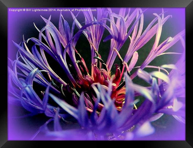 Cornflower , spiky blue Framed Print by Bill Lighterness