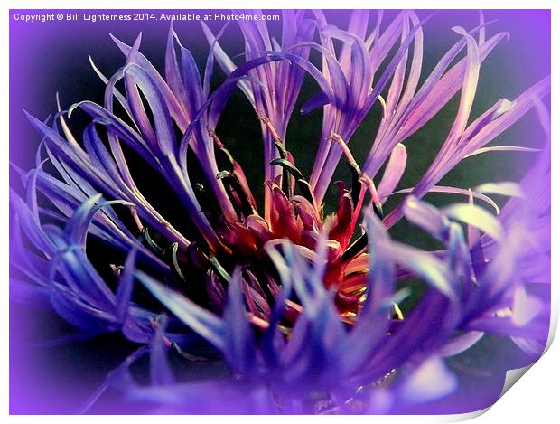 Cornflower , spiky blue Print by Bill Lighterness