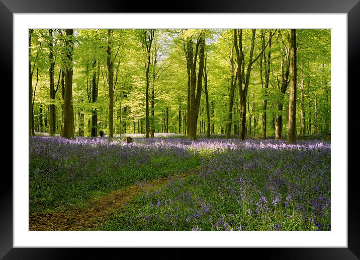 Walk in the woods Framed Mounted Print by Val Saxby LRPS
