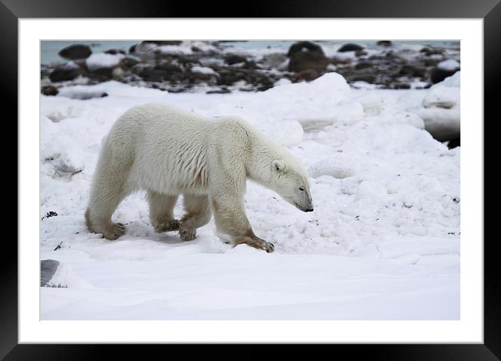 Prowling Polar Bear Framed Mounted Print by Carole-Anne Fooks
