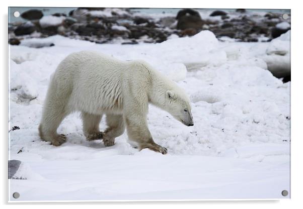 Prowling Polar Bear Acrylic by Carole-Anne Fooks