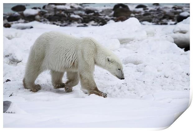 Prowling Polar Bear Print by Carole-Anne Fooks