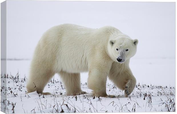 Large Prowling Polar Bear Canvas Print by Carole-Anne Fooks