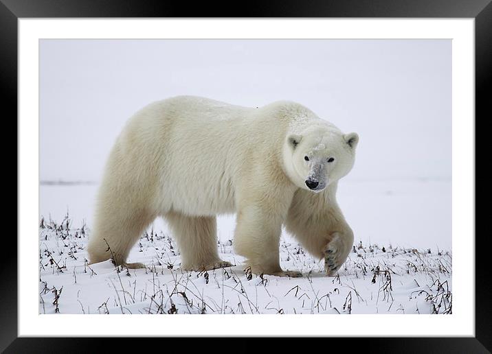 Large Prowling Polar Bear Framed Mounted Print by Carole-Anne Fooks