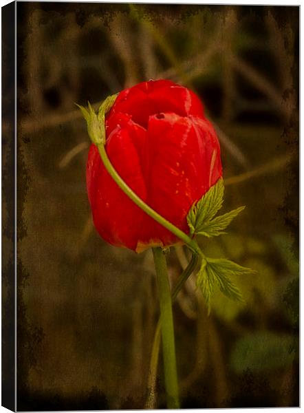 Entwined Beauty Canvas Print by Robert Murray